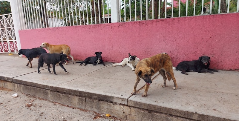 Perros callejeros en La Habana