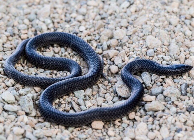 Serpiente negra