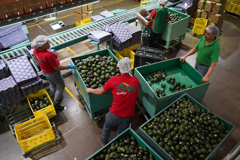 Trabajadores clasifican aguacates en una empacadora