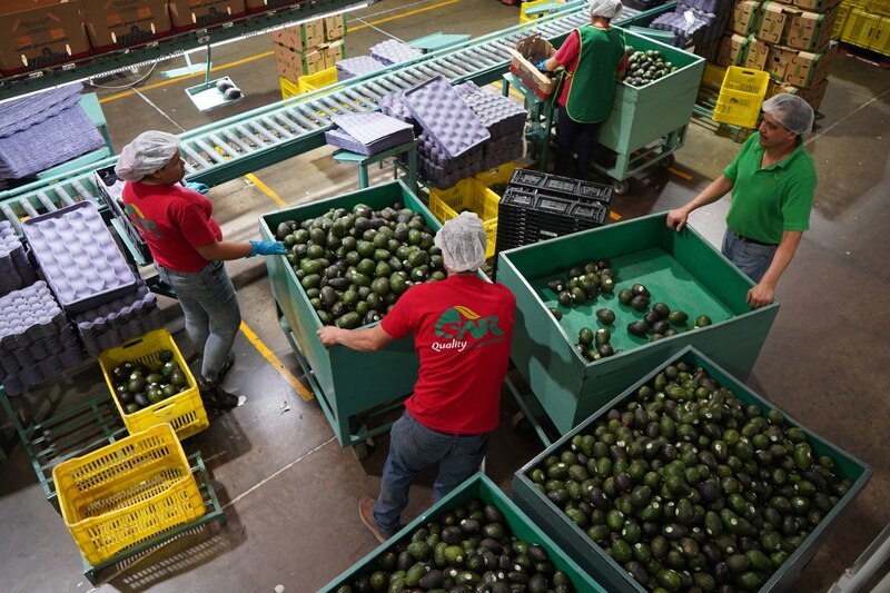 Trabajadores clasifican aguacates en una empacadora
