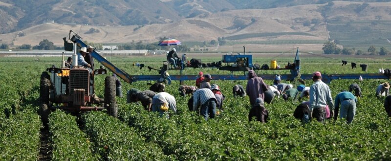 Jornaleros trabajando en el campo