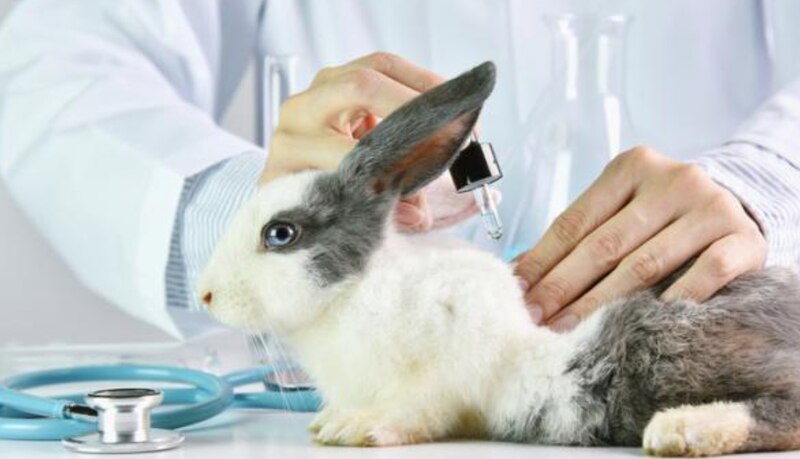Conejo en el veterinario