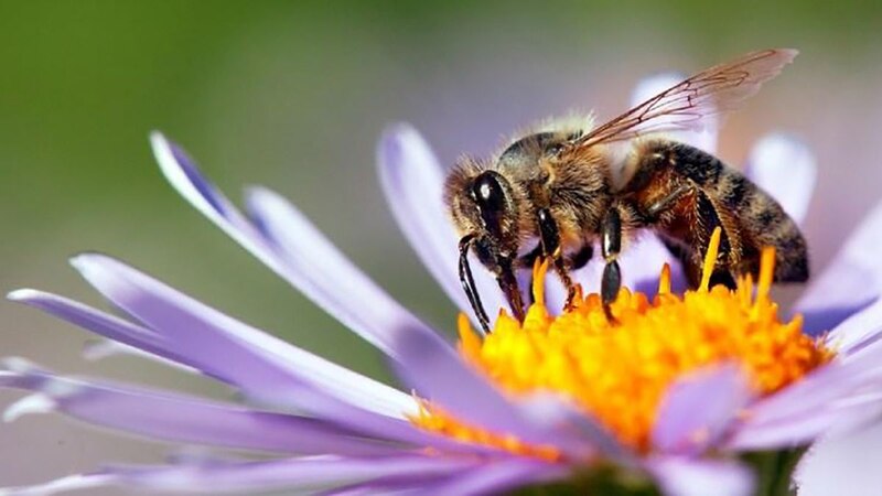 Abeja tomando néctar de una flor