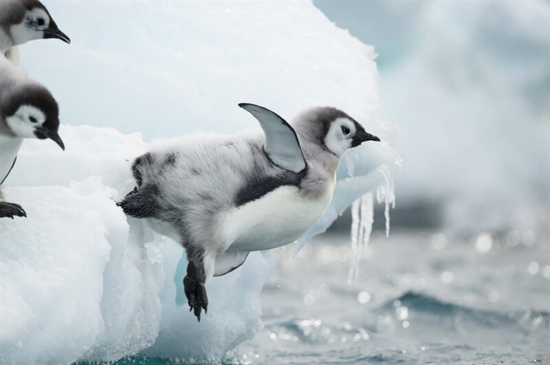 Pingüino saltando del hielo
