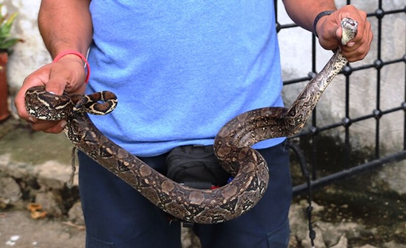 ¡Cuidado! Serpiente enroscada en el cuerpo de un hombre