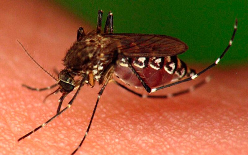 Mosquito Aedes aegypti