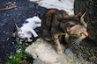 Fauna silvestre en peligro por abandono de mascotas