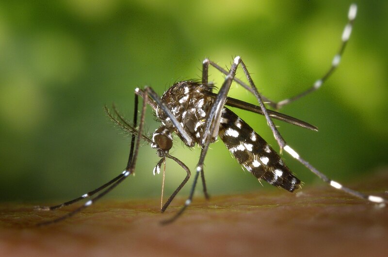 Campaña universitaria de prevención del dengue con limpieza de espacios e investigación científica en Jalisco
