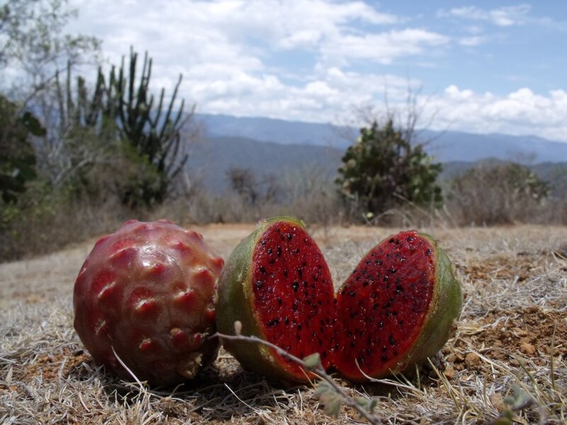 Pitaya, la fruta del dragón