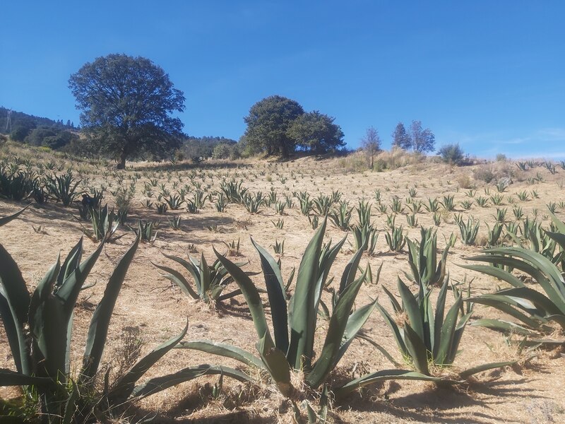 Título: Cultivo de agave en México