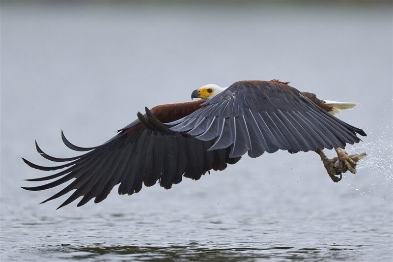 Águila pescadora volando sobre el agua