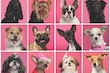 Conoce las mejores técnicas para cuidar el pelaje de tu perro como un profesional