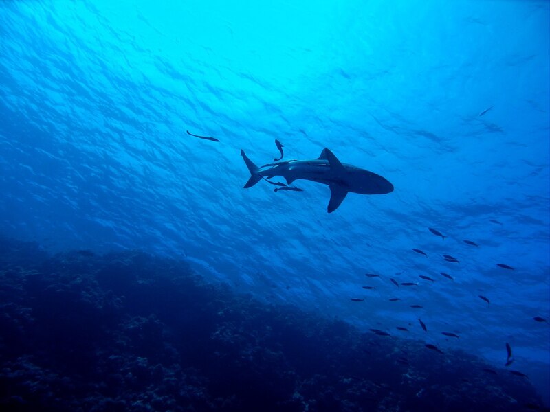 Tiburón nadando en el océano