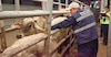 Pérdidas por 8 mmdp para ganaderos mexicanos por cierre de frontera y desplome de 60% en exportación por Gusano Barrenador: CNOG