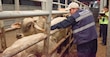Pérdidas por 8 mmdp para ganaderos mexicanos por cierre de frontera y desplome de 60% en exportación por Gusano Barrenador: CNOG