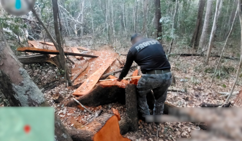 Inspectores de Profepa documentan restos de árboles talados durante operativo en la Reserva de Calakmul