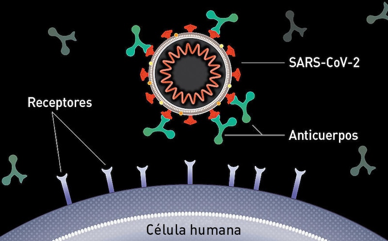 El coronavirus SARS-CoV-2 se une a las células humanas mediante receptores específicos