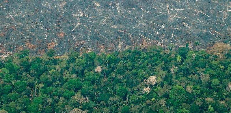 La deforestación en la Amazonía