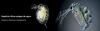 Daphnia: Ricas pulgas acuáticas.
