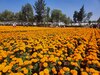 El cempasúchil de Xochimilco no es de semilla china y está libre de transgénicos: expertos 