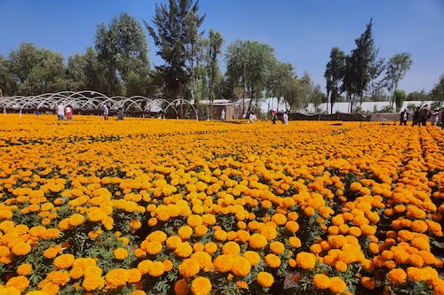 El cempasúchil de Xochimilco no es de semilla china y está libre de transgénicos: expertos