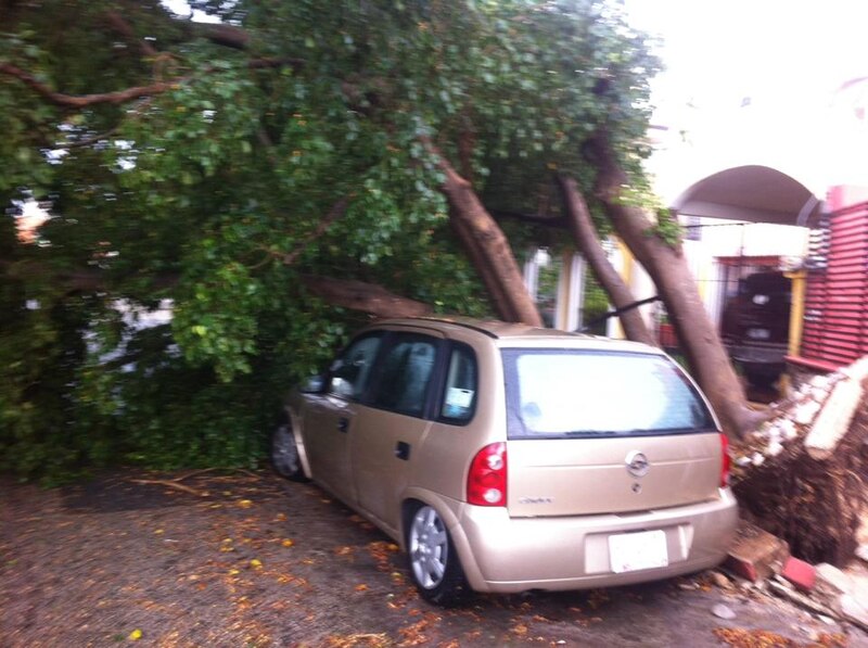 Árbol caído sobre un coche