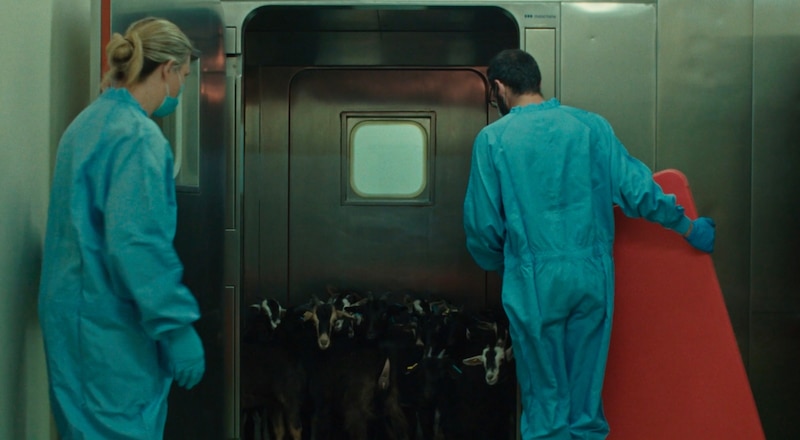 Científicos observan cabras en un laboratorio