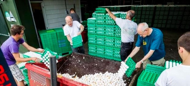 Trabajadores clasificando huevos en una granja avícola