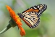 El 80% de las especies de mariposas se ha movido en busca de ‘refugio climático’
