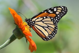 El 80% de las especies de mariposas se ha movido en busca de ‘refugio climático’