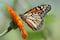 El 80% de las especies de mariposas se ha movido en busca de ‘refugio climático’