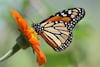 El 80% de las especies de mariposas se ha movido en busca de ‘refugio climático’