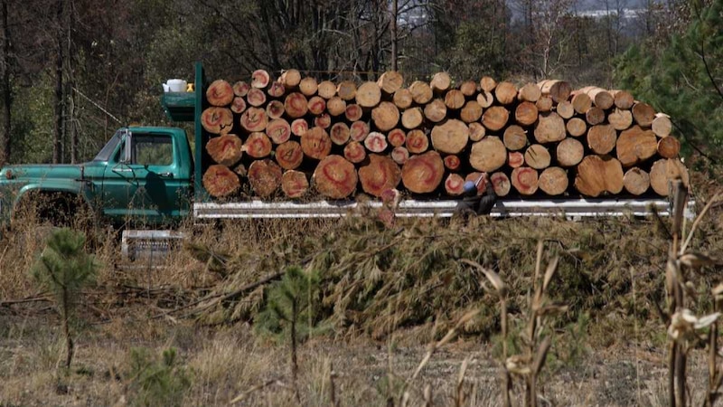 Un camión cargado de troncos de madera
