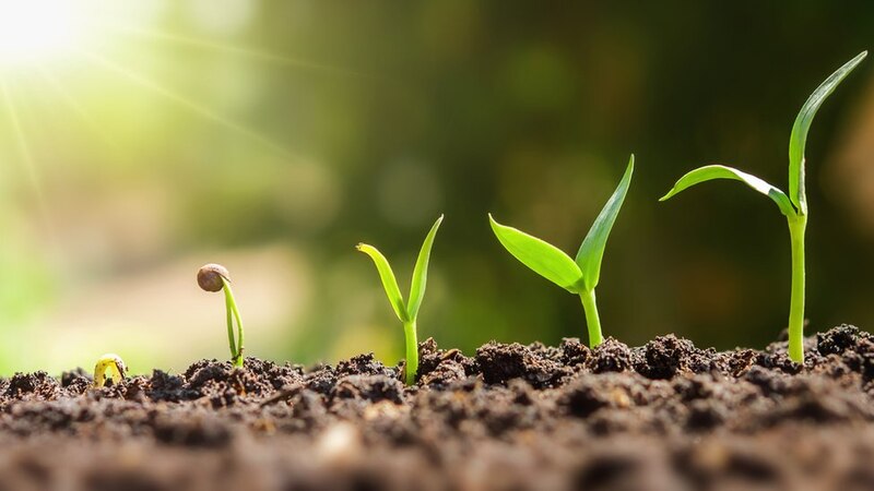 El ciclo de vida de una planta
