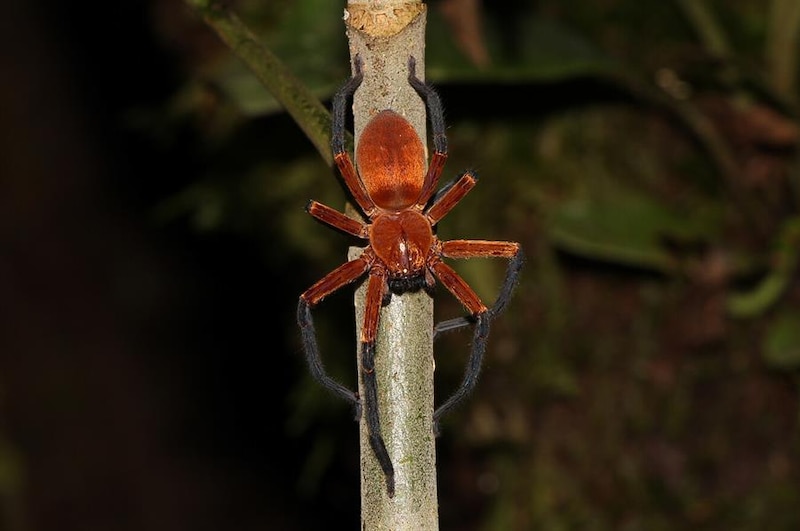 Araña marrón reclusa