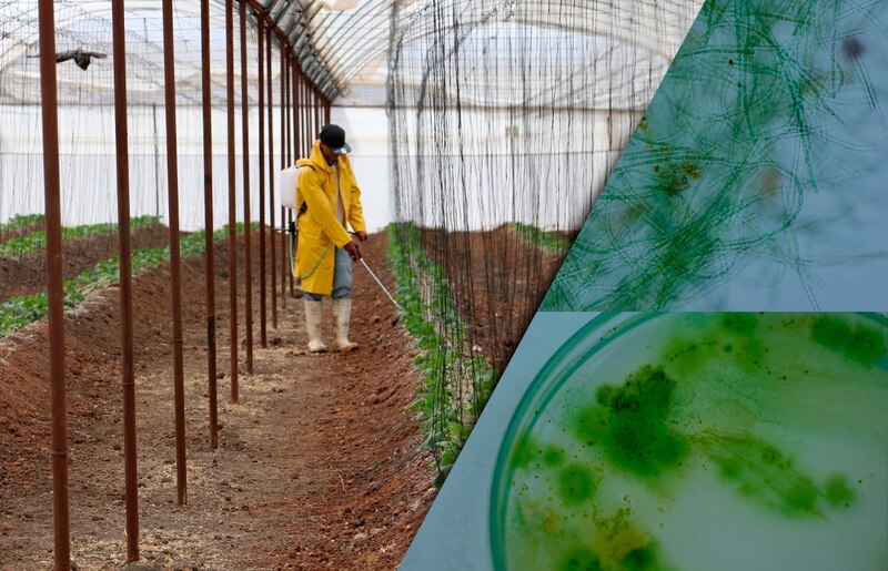 El uso de algas marinas como fertilizante en la agricultura