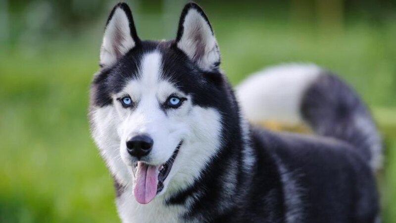 Husky siberiano