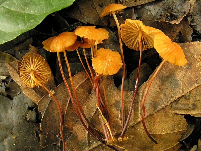 Hongos en el bosque