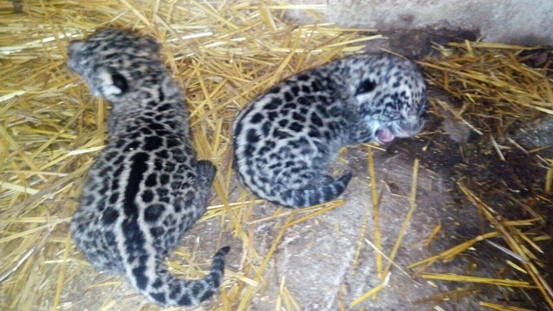 Leopardos cachorros