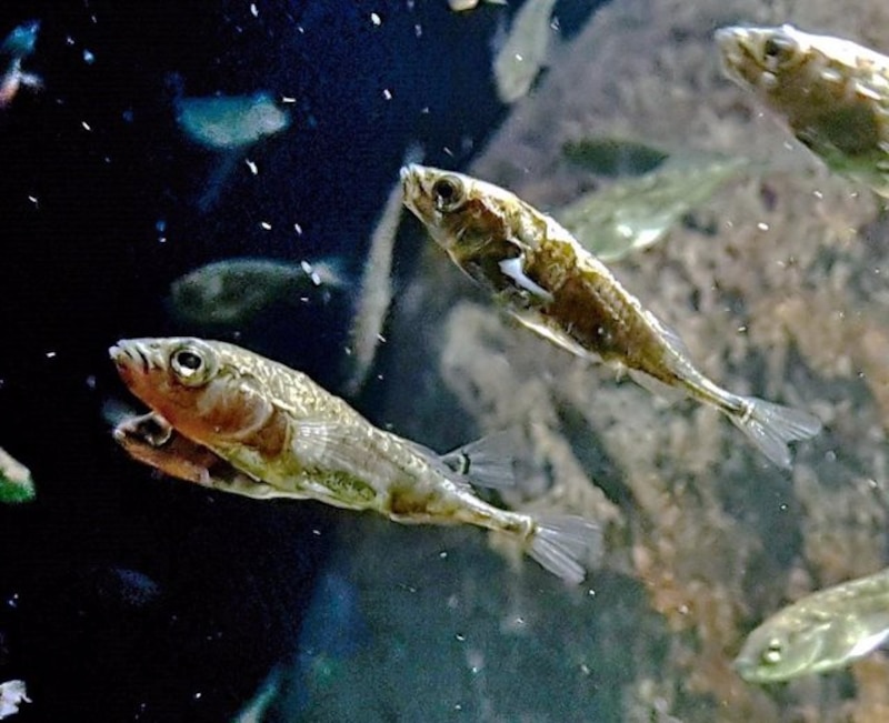 Peces nadando en el agua