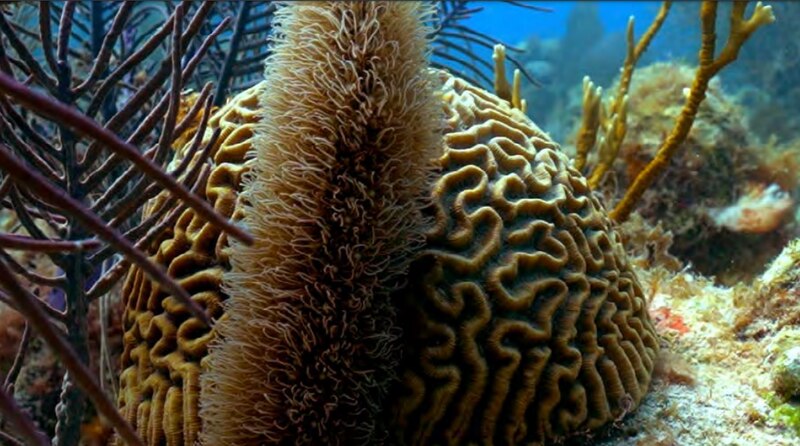 Coral cerebro y gorgonia.