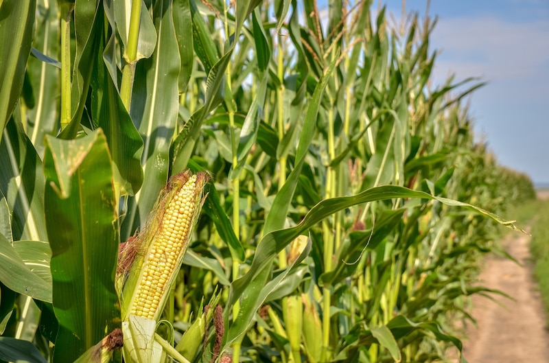 El maíz en el campo