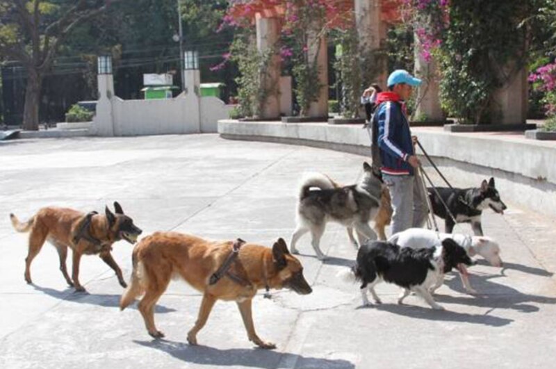 Un paseador de perros lleva a una jauría de perros por el parque