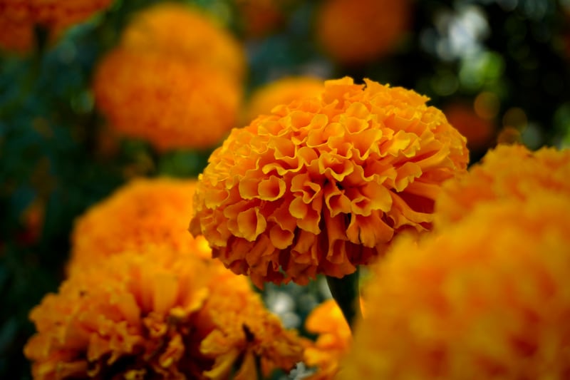 Flores de Cempasúchil naranjas