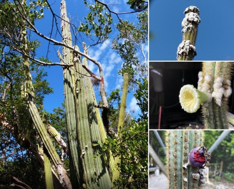 Cactus en el desierto