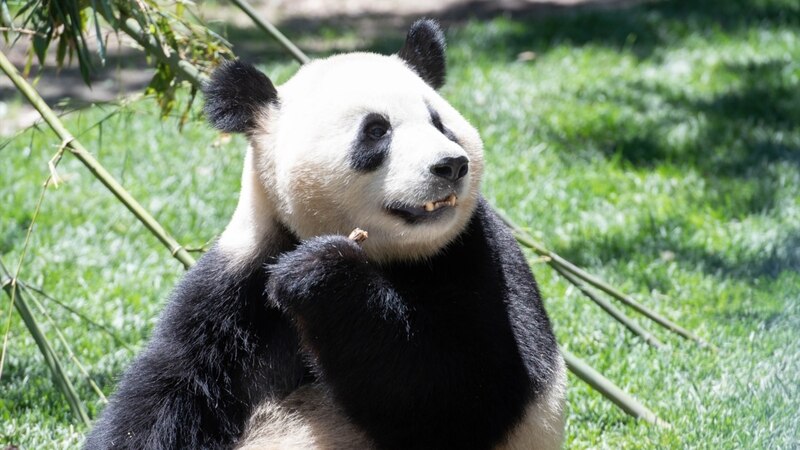 El panda gigante es una especie en peligro de extinción