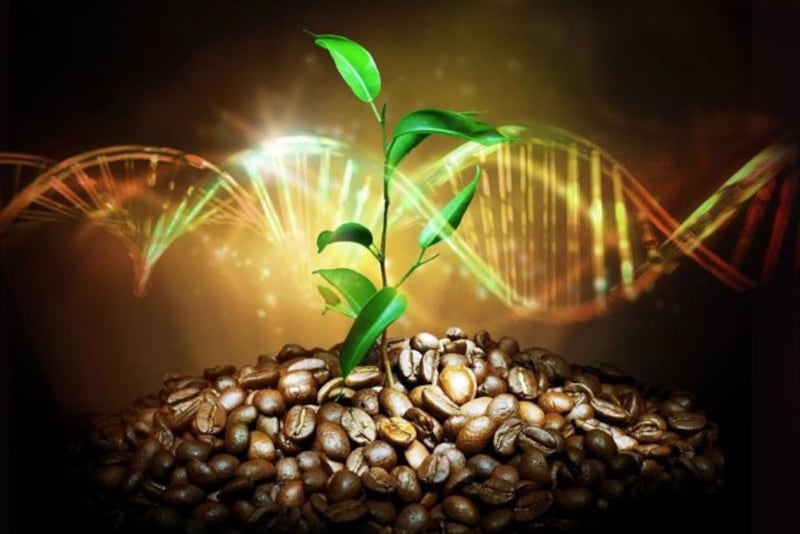 El café y la genética