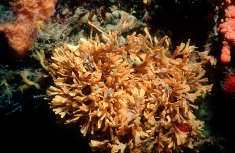 Alga roja