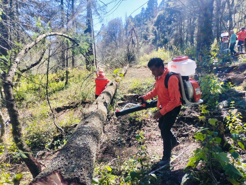 La Conafor informó de las acciones que se realizan en el parque nacional el Chico, para combatir la plaga de descortezadores