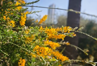 Prevén una primavera con más alergias: el polen aumenta y la temporada se alarga